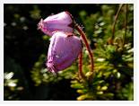 Phyllodoce caerulea Kebnekaise * Blue Mountain Heath * 3680 x 2760 * (2.92MB)